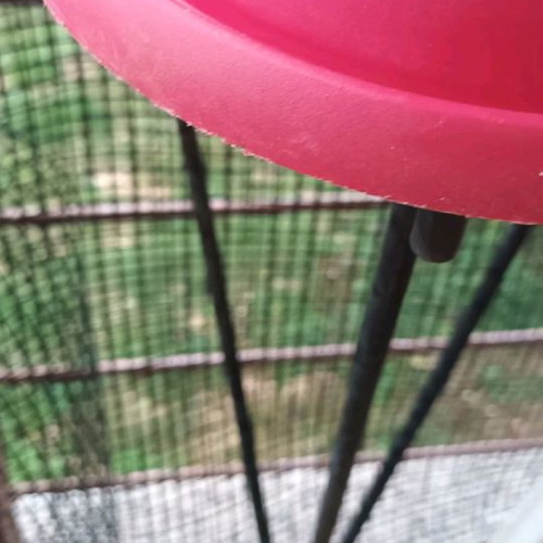 Slow feeder bowl used, medium size, fuchsia