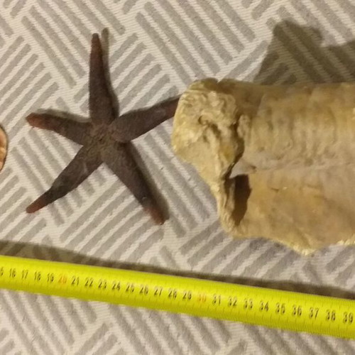 Fossils like new, set with comb, starfish and unknown