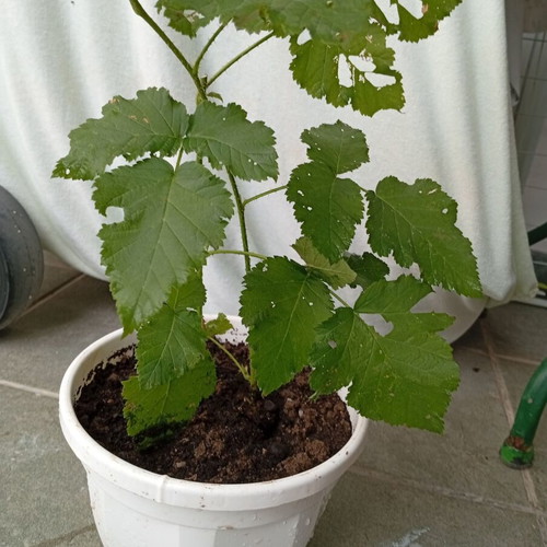 Raspberry plant new, thorny with large red raspberries