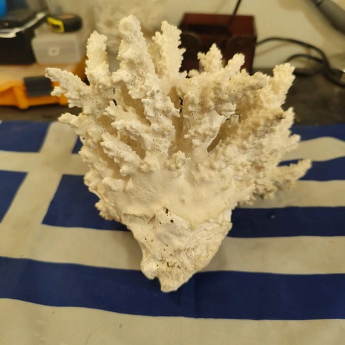 White decorative coral used