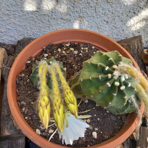 Cactus 21 used