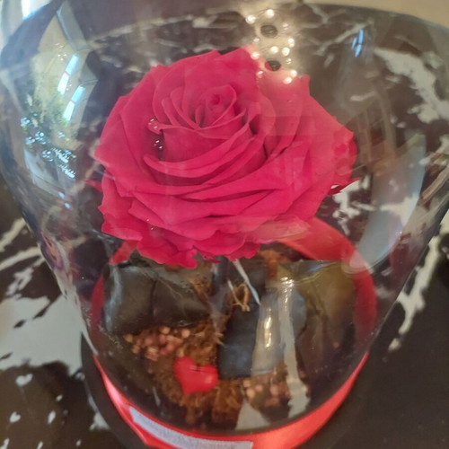 Forever Rose The Rose That Lasts Forever like new in glass dome