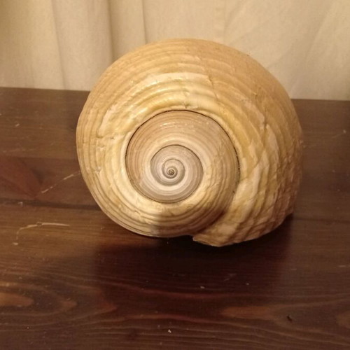 Natural shell large size like new