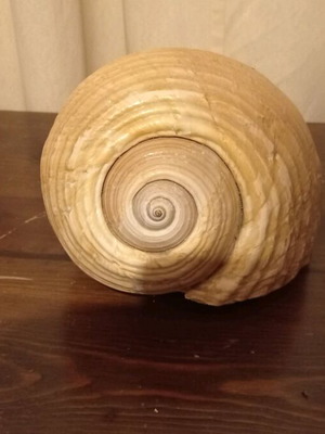 Natural shell large size like new