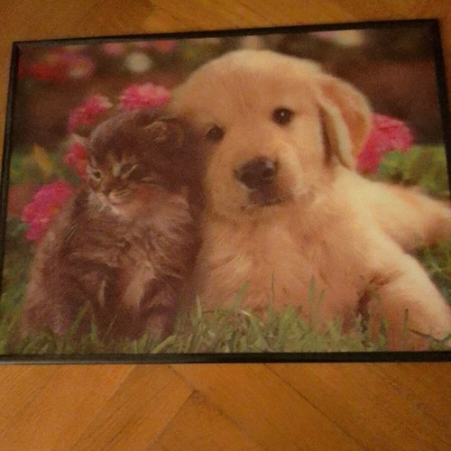 3D dog cat frame used in excellent condition