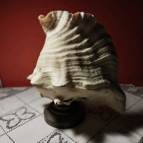 Natural shell lamp with bronze base, set of 2