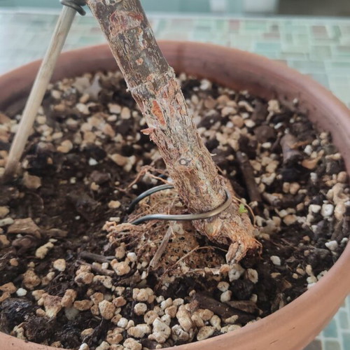 Portulacaria Afra bonsai plant