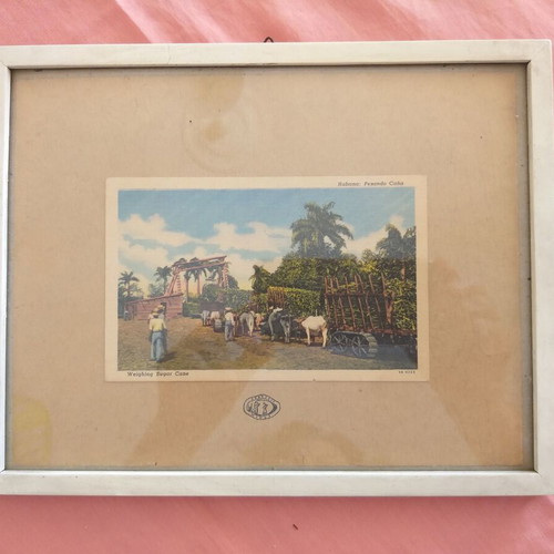 Framed print with vintage sugar cane weighing image in Havana used
