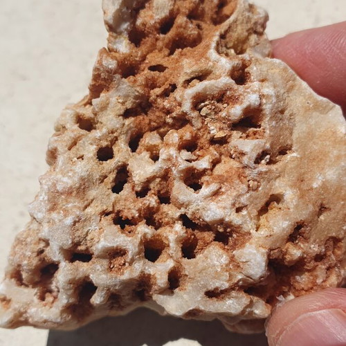 Fossilized coral from Northern Evros new, in box