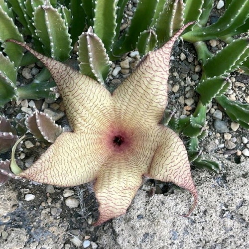 Stapelia gigantea crawling cactus new, potted plant