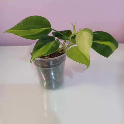 Philodendron Brasil plant