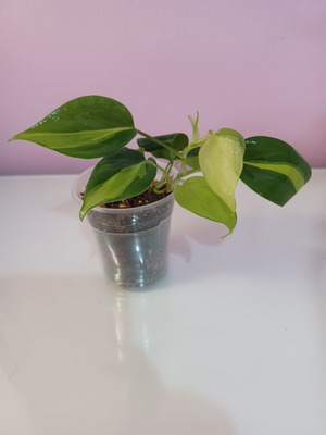 Philodendron Brasil plant