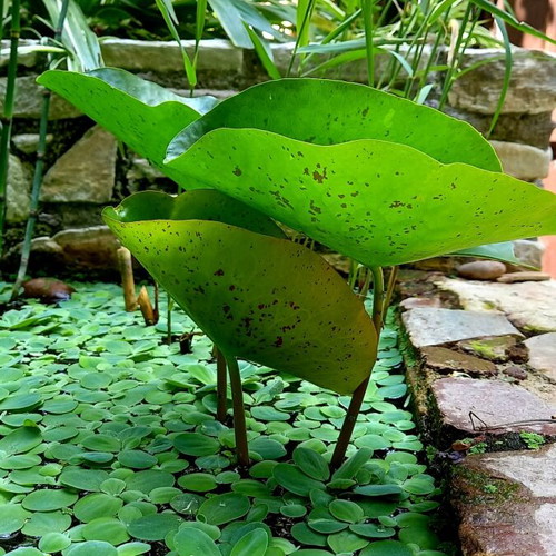 Floating Perennial Aquatic Plant for Aquarium or Pond