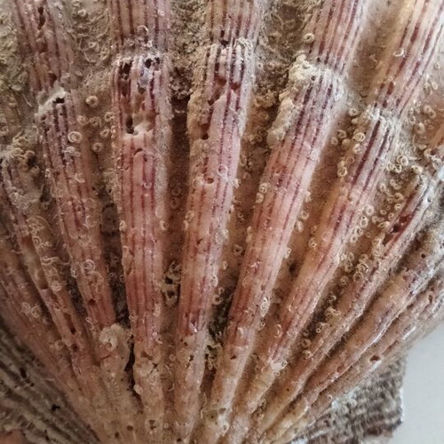 Lion's Paw Natural Seashell like new