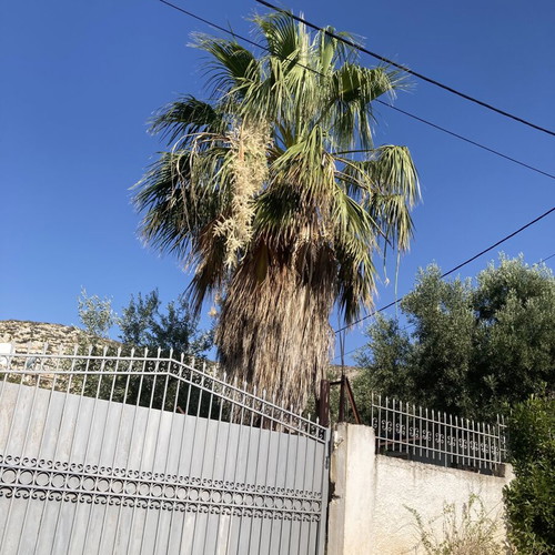 Washingtonia palm tree used, height 5-6 meters