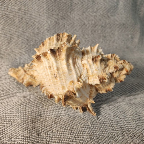Murex Ramosus seashell like new, 16x12x9 cm
