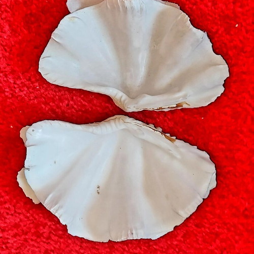 Tridacna Squamosa Seashell used, decorative coastal clam