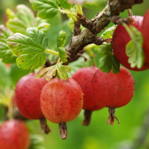 Ribes Gooseberry Seeds, pack of 25, high quality