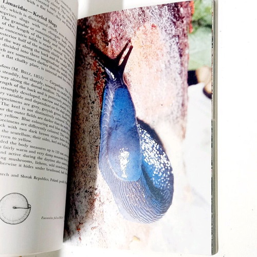 A Field Guide in Colour to Molluscs by Václav Pfleger like new