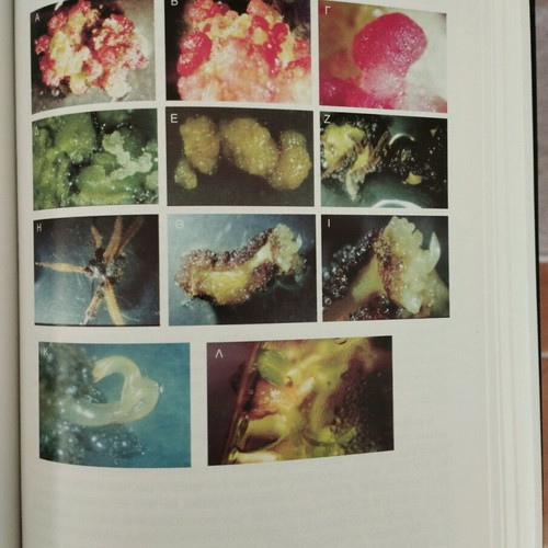 Plant biotechnology new, Polydefkis Chatzopoulos