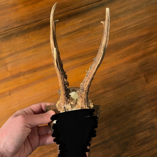 Small deer antlers used in wooden frame