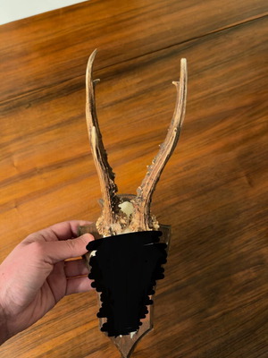 Small deer antlers used in wooden frame