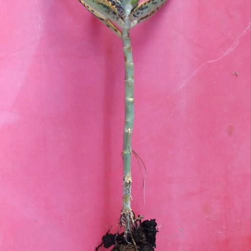Cactus plant like new, 15 cm, cold resistant