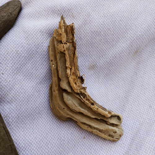 Driftwood pieces for decoration and crafts
