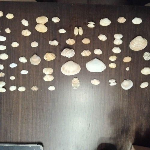 Seashell collection like new, ideal for crafts