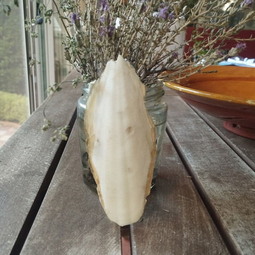 Cuttlebone for pets like new