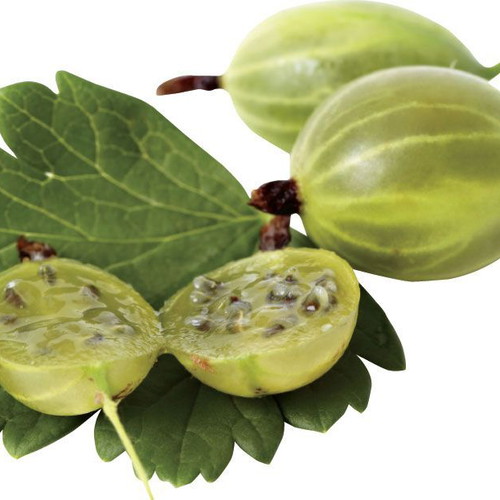 Ribes Gooseberry Seeds, pack of 25, high quality