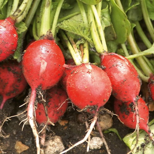 25 Cherry Belle radish seeds, traditional early variety