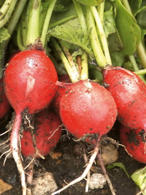 25 Cherry Belle radish seeds, traditional early variety
