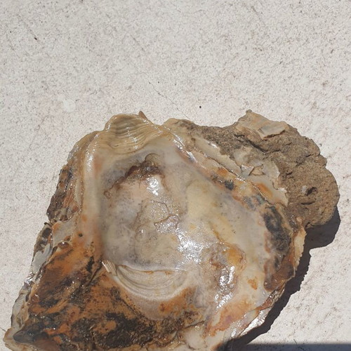 Rare Fossilized Ostrea Oyster From Attica