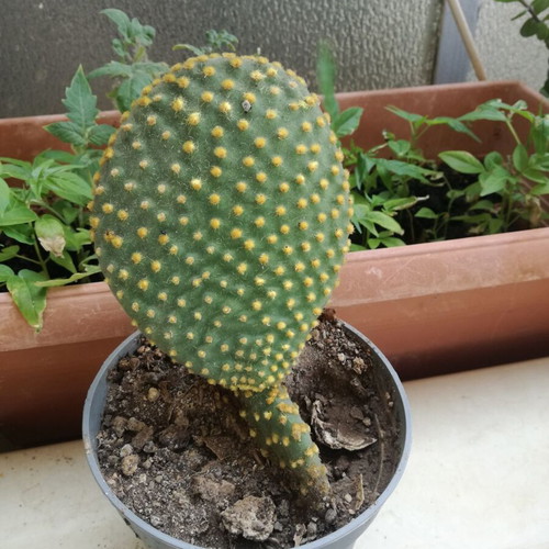 Opuntia microdasys Yellow cactus like new