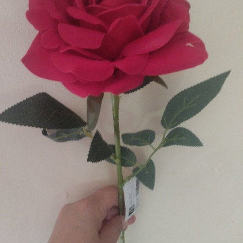 Rose new