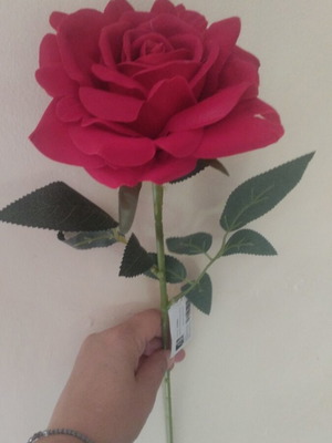 Rose new