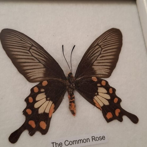 Common Rose butterfly framed specimen new