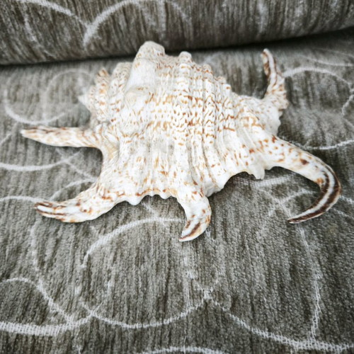 Spider shell finished like new, 13 centimeters