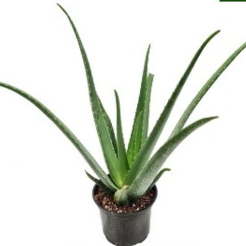 Aloe vera healing plant, natural remedy