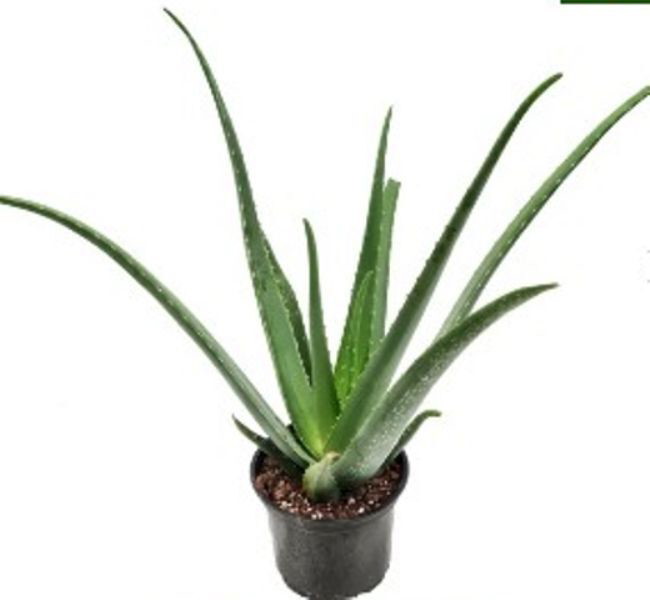 Aloe Vera Genuine Therapeutic Plant New -  6,00 - Vendora.cy