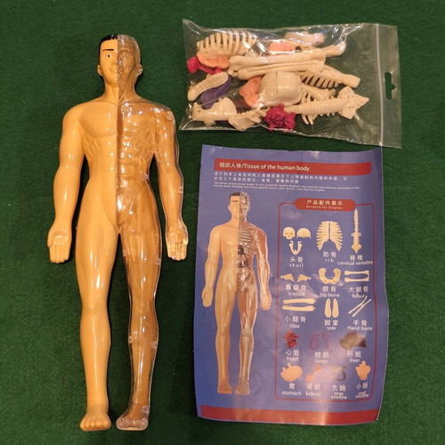 Tissue of the Human Body anatomy model STEM educational toy