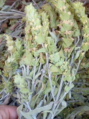 Greek Mountain Tea Sideritis Scardica new harvest June 2026