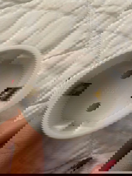 Eu to Uk plug adaptor