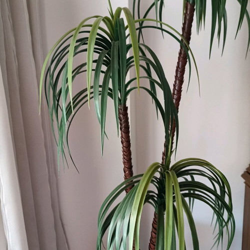 Decorative plant for indoor and outdoor spaces (H 1.40).