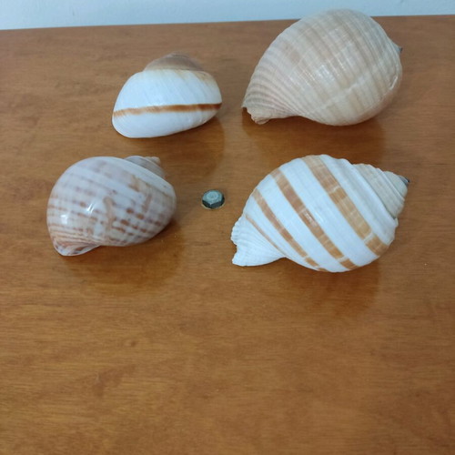 Natural shells like new, pack of 4 large