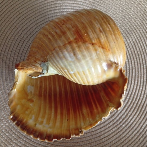 Tonna galea collectible seashell used, 100 years old