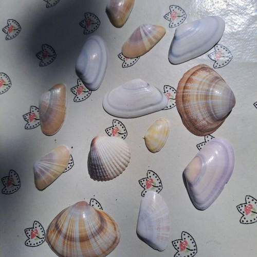 Set of 13 natural seashells for decoration and crafts, like new