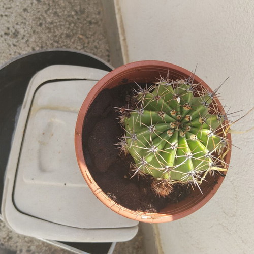 Echinopsis cactus large, like new, in plastic pot