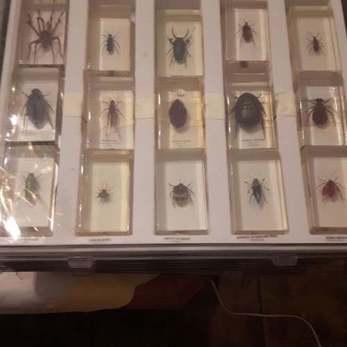 Insect collection used, 83 specimens